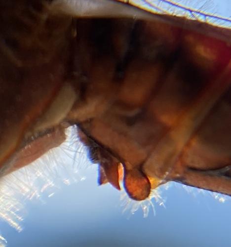 Réf. 310 572 : Sympetrum vulgatum